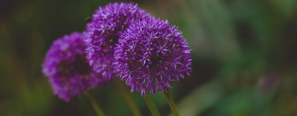 Bulbes d’allium