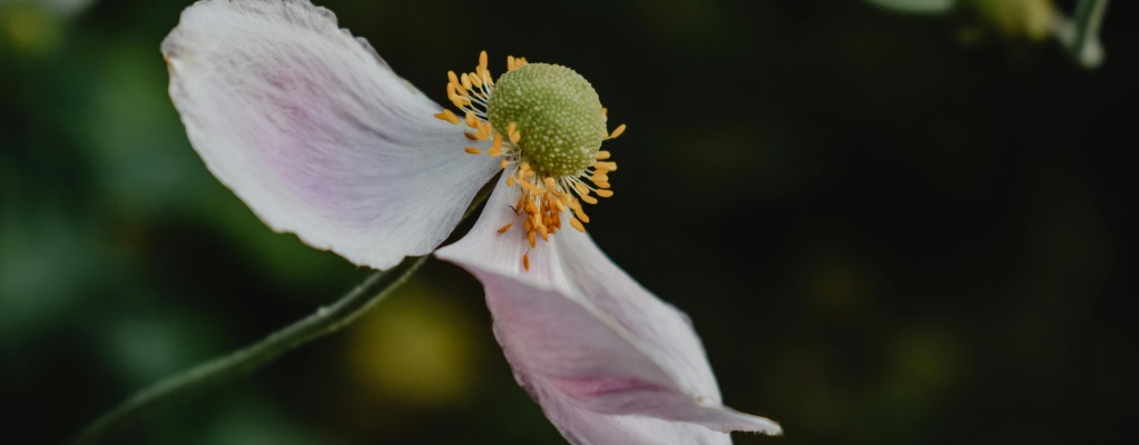 Fleurs d'anémone