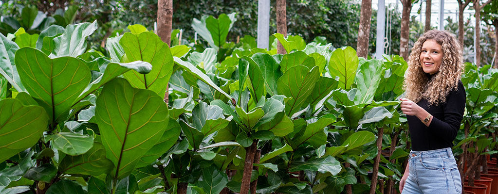 Ficus Lyrata Plante Artificielle 115 cm Grande Plante Verte d'intérieur