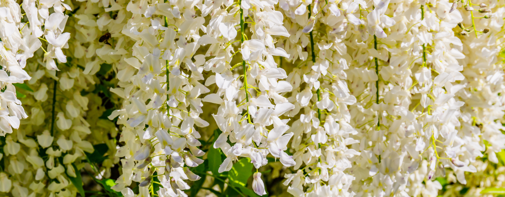 Les plantes de jardin blanches