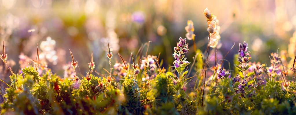 Bulbes de fleurs mixtes