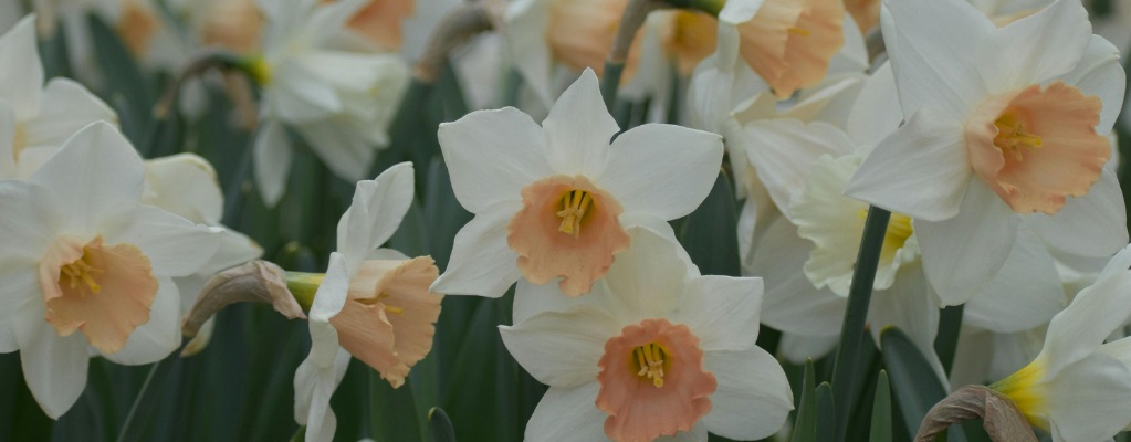 Jonquilles