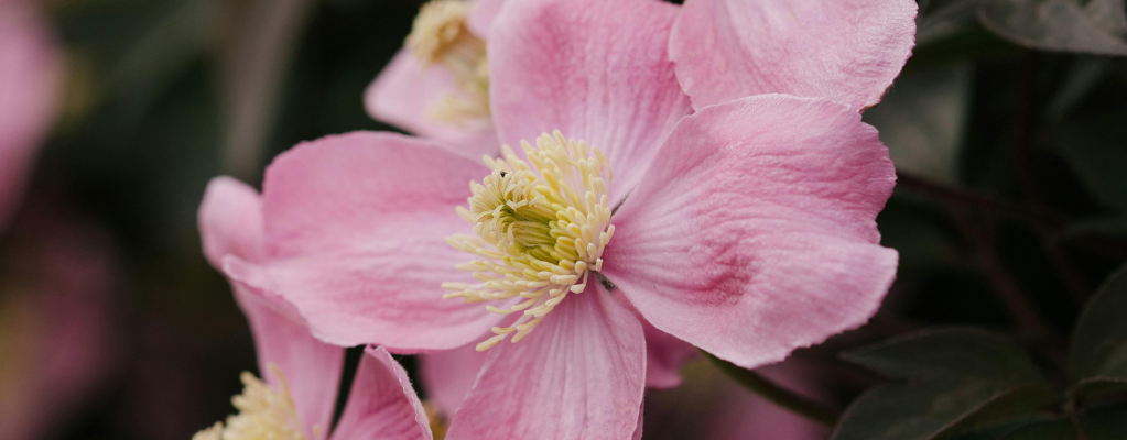 Les plantes de jardin roses et rouges