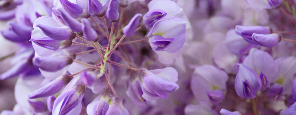 Glycine de Chine