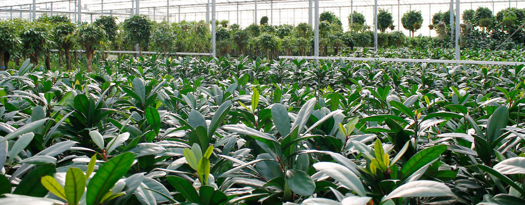 Hydroponie : 10 plantes d'intérieur à cultiver très facilement dans l'eau