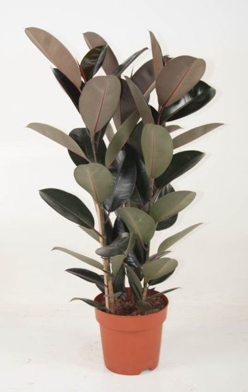 Ficus elastica 'Robusta'  Usine de caoutchouc 60cm acheter ?