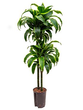 Dracaena dorado