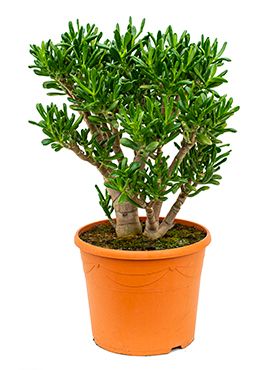 Crassula Ovata - Arbre de Jade d'Intérieur