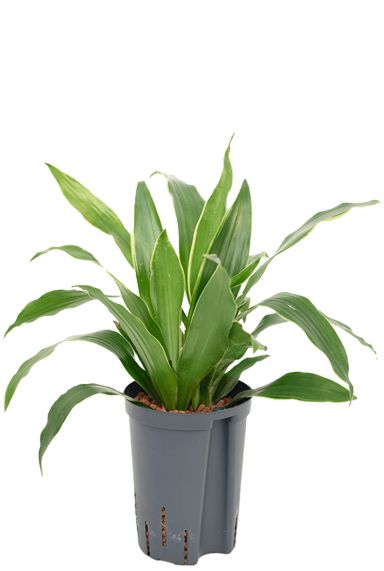 Dracaena arturo