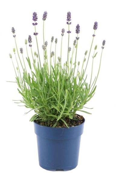 Lavandula angustifolia felice lavendel