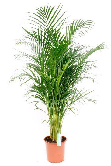 Plante d'intérieur - Palmier areca de 90 cm en pot blanc gris