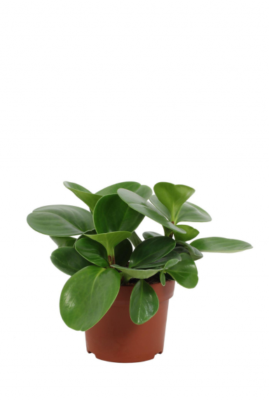 Peperomia green gold