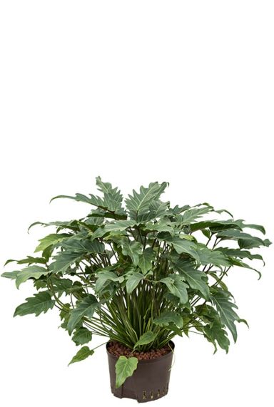 Acheter des plantes d'intérieur faciles à entretenir en hydroponie ?
