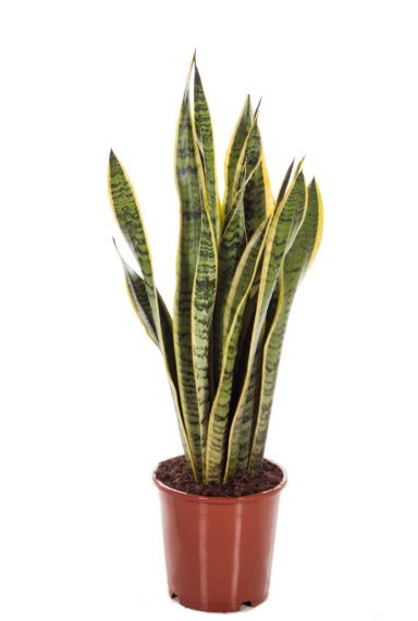 Sansevieria laurentii sterke plant 1