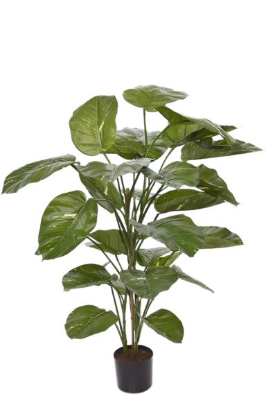 Scindapsus aureum zijdeplant