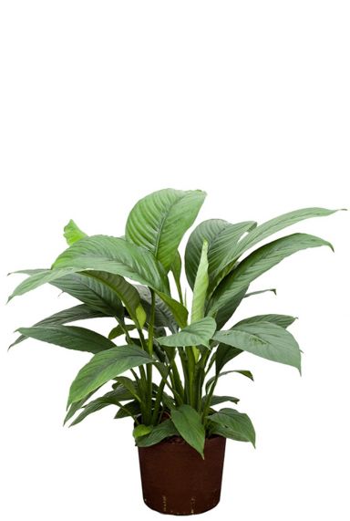 Spathiphyllum : Spathiphyllum et plantes d'intérieur - botanic®
