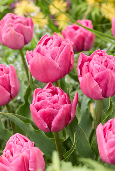 Tulipa double pink sfeer