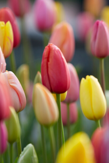 Tulipa regenboog mix sfeer