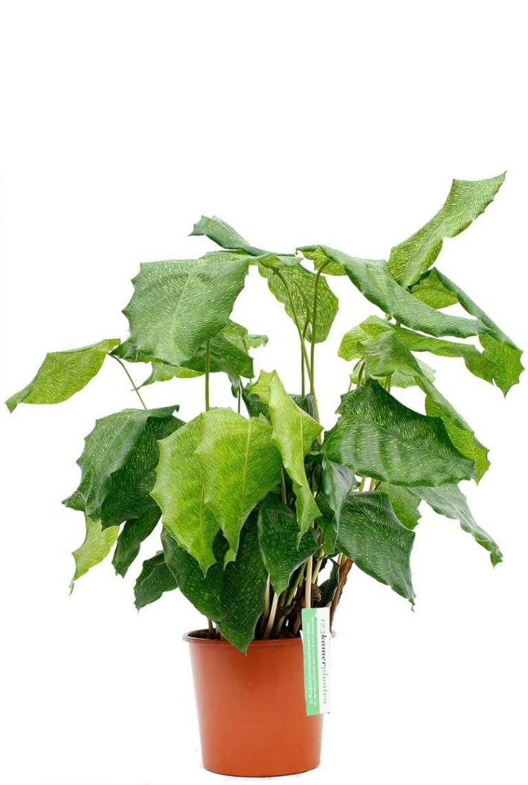 Acheter Calathea Oppenheimiana XXL (Plante paon) en ligne
