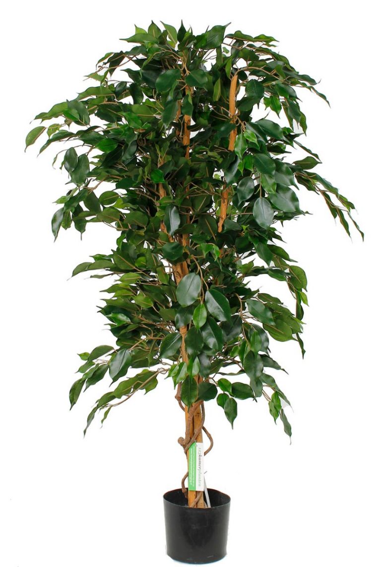 Ficus artificiel benjamina lianes grandes feuilles . . . . . 150 à