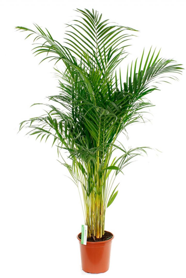 Areca  Palmier doré 100cm acheter ?