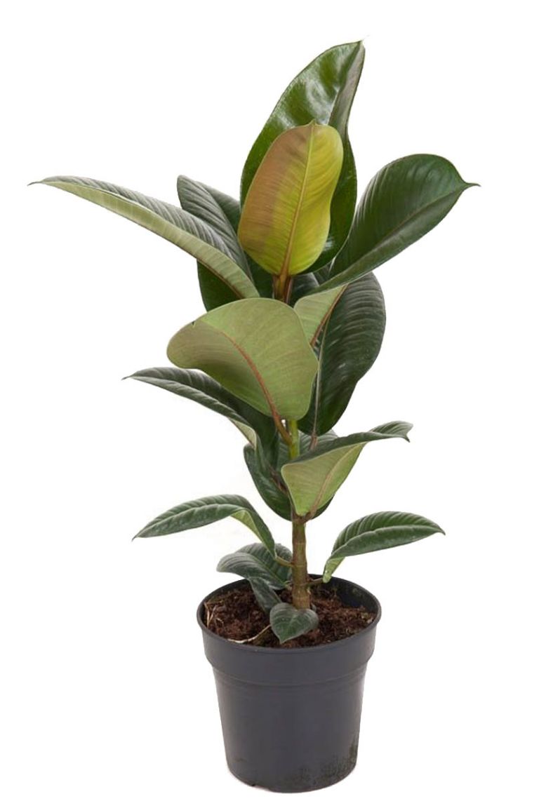 Ficus elastica 'Robusta'  Usine de caoutchouc 60cm acheter ?