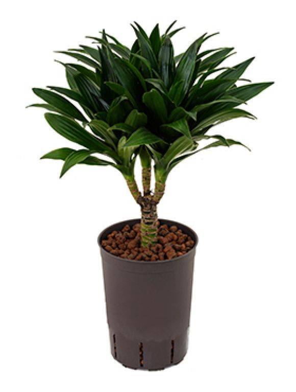 Dracaena compacta