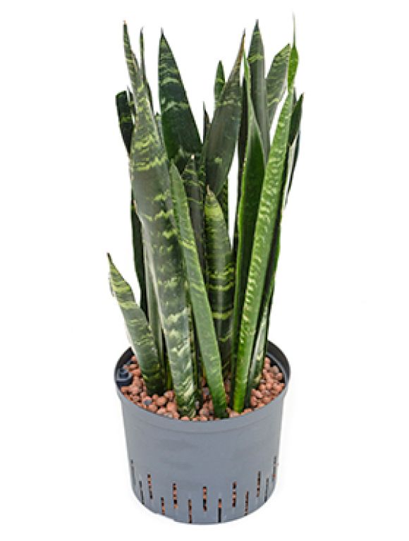 Sansevieria coral black