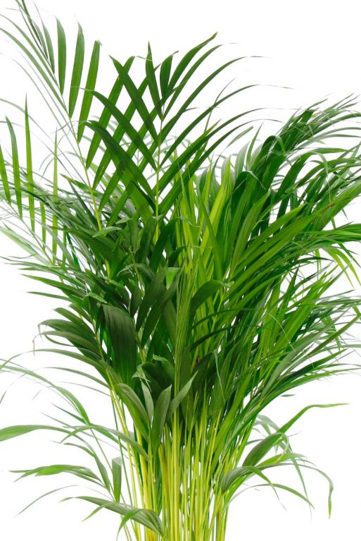 Feuilles de palmier Areca 