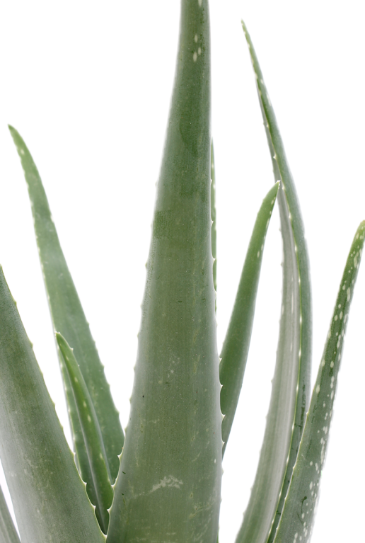 Aloe vera - Acheter Plant Aloe barbadensis pas cher
