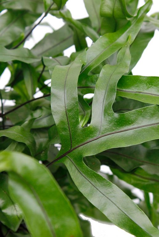 bladsteel in de kleur rood en groene krullende bladeren