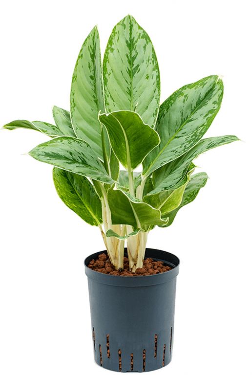 Aglaonema cintho queen 1