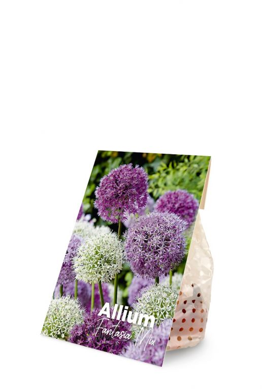 Allium purple sensation mix voorkant