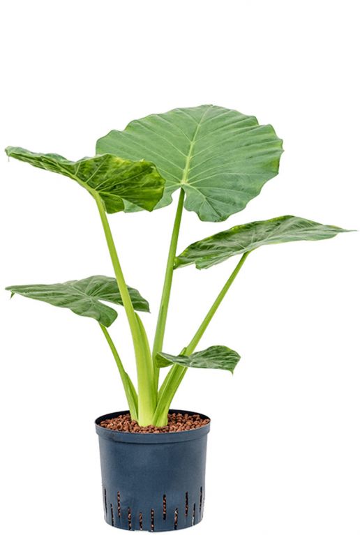 Alocasia macrorrhizos hydro