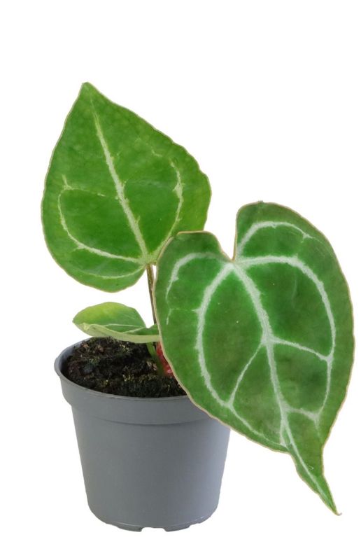 Anthurium crystallinum