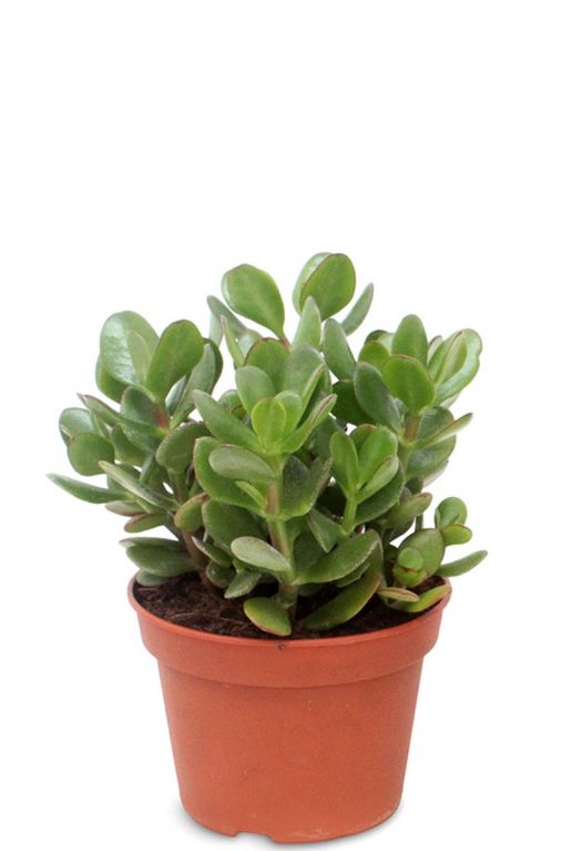 Crassula ovata vertplant