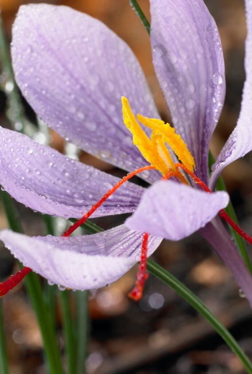 Crocus sativus close up