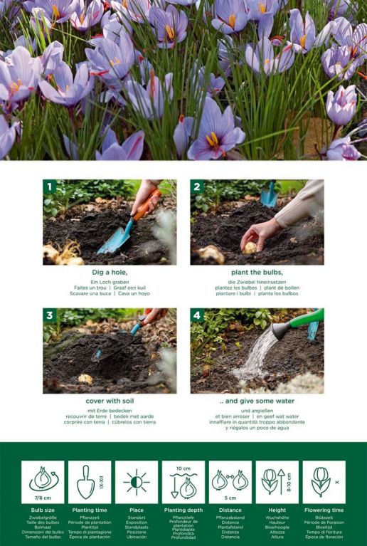 Crocus sativus instructie