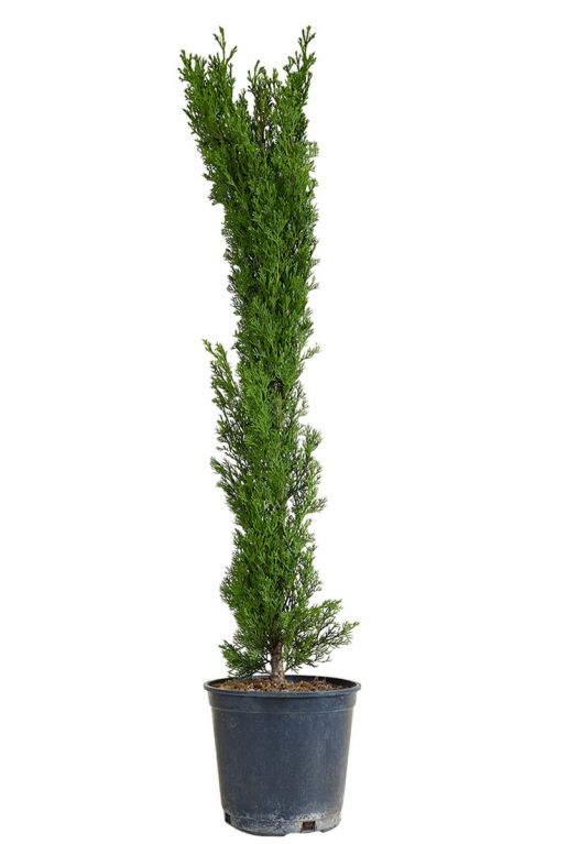 Cupressus sempervirens tuinplant