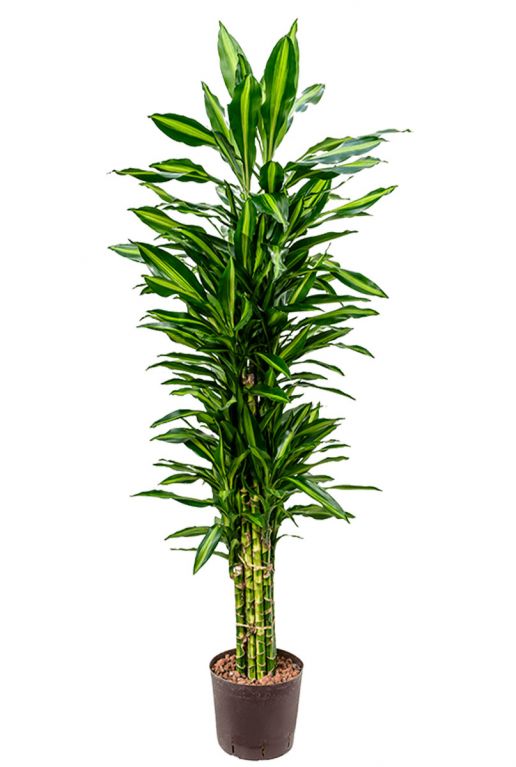 Dracaena cintho makkelijk