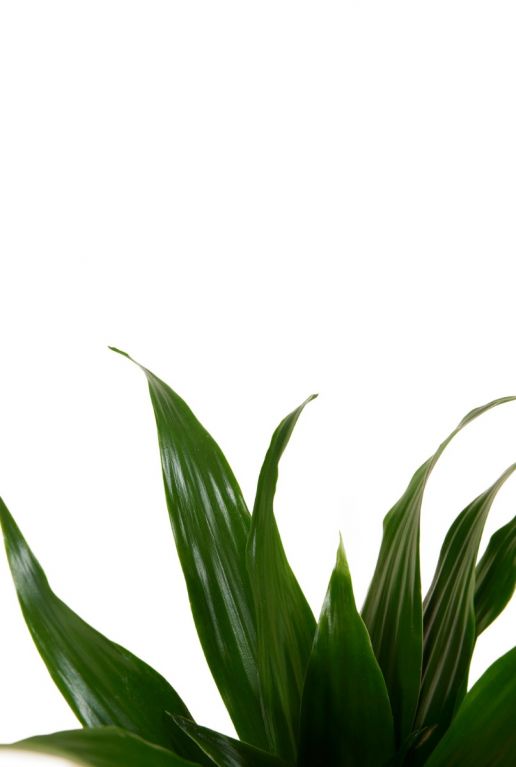 Dracaena compacta 2 1