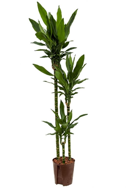 Dracaena janet lind hydrocultuur