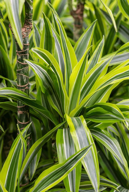 Dracaena lemon lime kamerplant 5