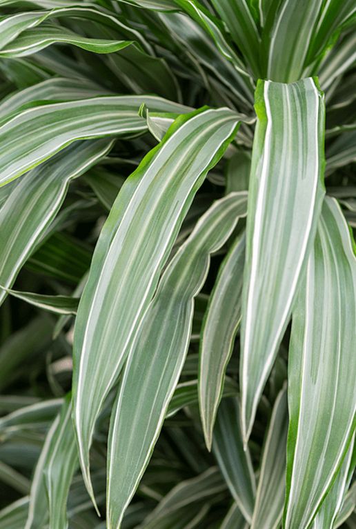 Dracaena white stripe blad