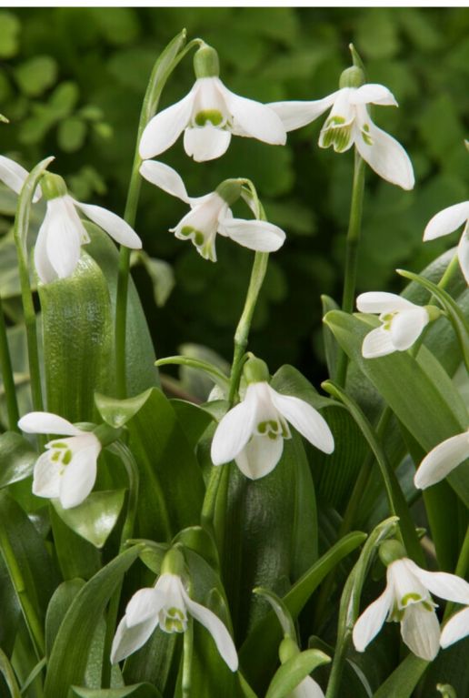 Galanthus woronowii sfeer 2