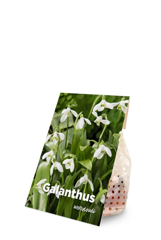 Galanthus woronowii voorkant