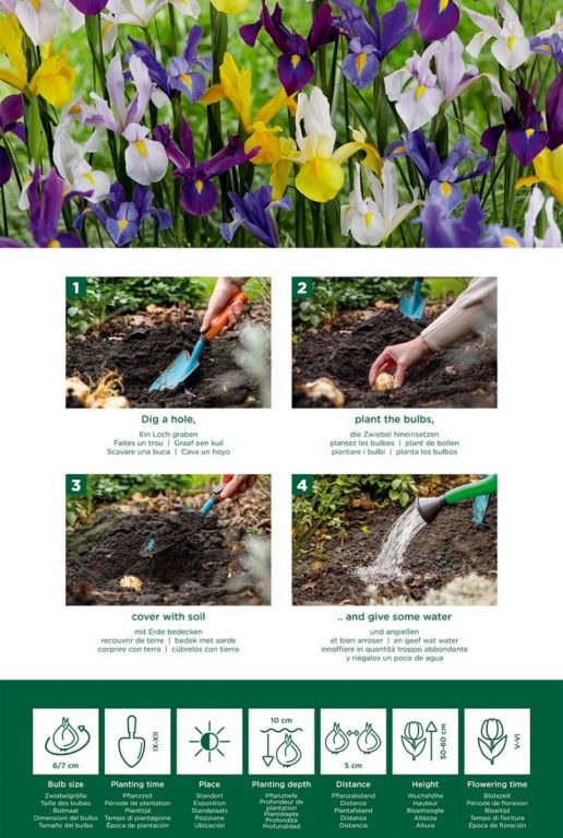 Iris hollandica mix instructie