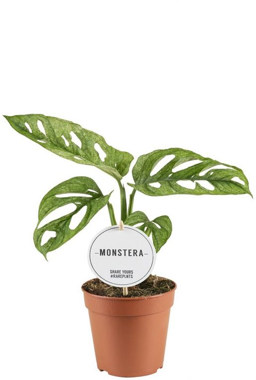 Monstera adansonii mint