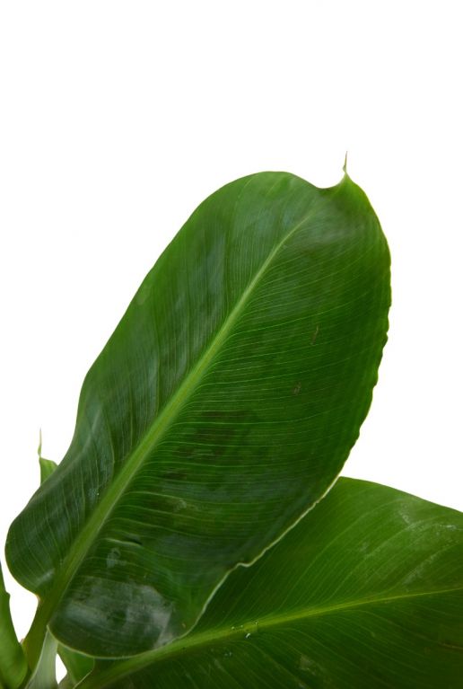 Musa tropicana sfeer 3