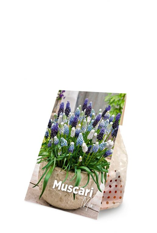 Muscari mix voorkant